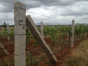 This is the original vineyard. Note the stone uprights supporting the grapes! Subsequent plantings use metal rods instead of stone pillars.